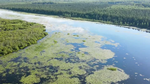 Flying over river and forest in Minnesota 库存影片 250293100
