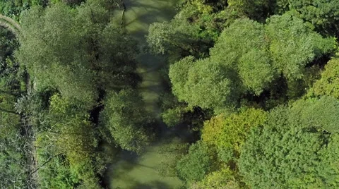 Flying over river and green forest like a Jungle, AERIAL 스톡 동영상 60405495