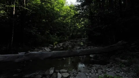 Flying over the river in the forest. Stock Footage 111391293