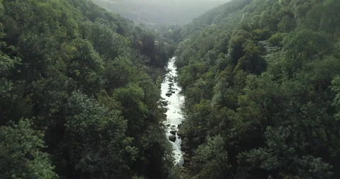 Flying over a river in the forest Stock Footage 143295928