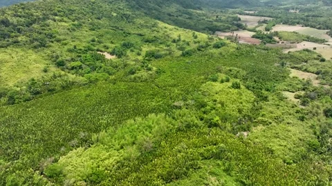 Flying over a river in the middle of a tropical jungle on a hot sunny day. Stock Footage 266998077
