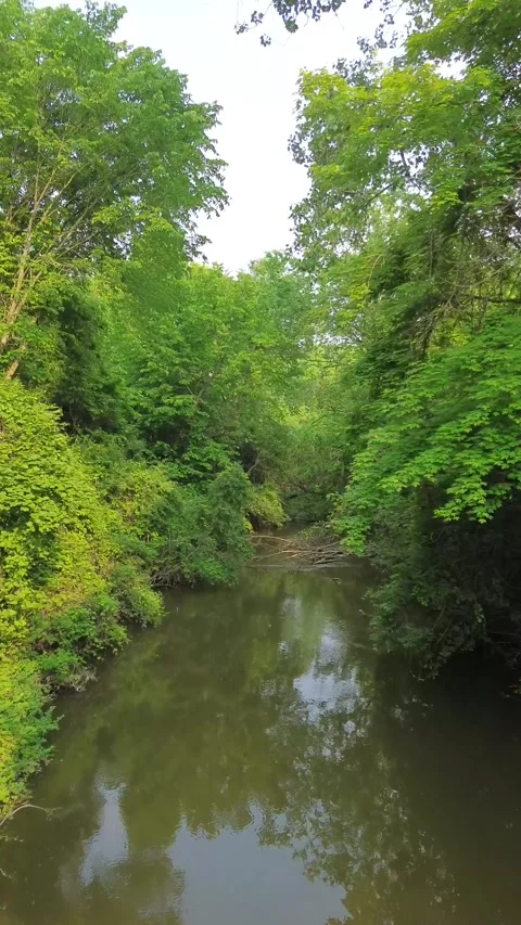 Flying over a river through the trees Stock Footage 311575918