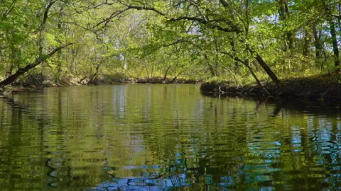 Flying over the river in the woods Stock Footage 142370981