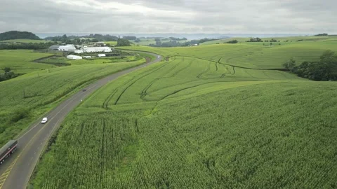 Flying over road and cornfield at low altitude. Countryside. 4K. Video stock 233105492