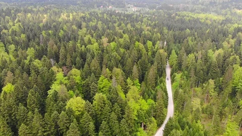 Flying over the road in forest Stock Footage 89663062