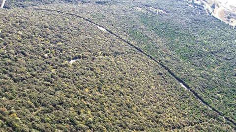 Flying over the road in the middle of forest Stock Footage 98459399