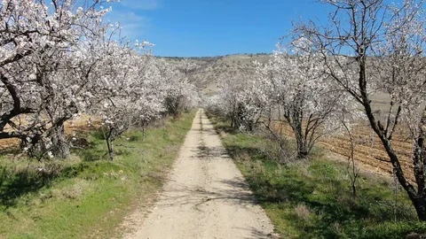 Flying over the road on the side which grow flowering almond trees Video stock 106212238
