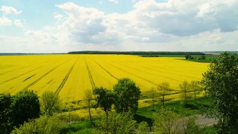 Flying over a road with trees and a field of yellow flowering rapeseed. Stock Footage 237738151
