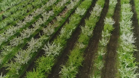 Flying over the rows of blooming Apple orchard. From left to right.  Russian gar Stock Footage 125338730