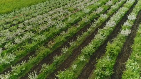 Flying over the rows of blooming Apple orchard. Right to left. Russian garden ai Stock Footage 125338757