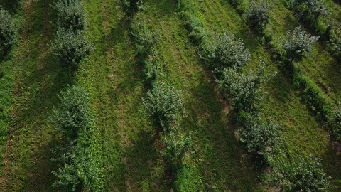 Flying over rows of fruit trees growing in orchard. Aerial drone shot Stockbeeldmateriaal 86155809