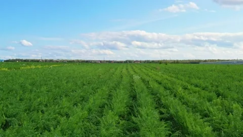 Flying over rows of ripe carrots. Video stock 160707510