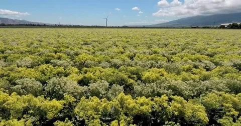 Flying over rows of vegetable plants toward windmill Stock Footage 73067679