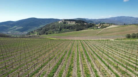 Flying over the rows of very young vineyards. Tuscany, Italy. Stock Footage 307441274
