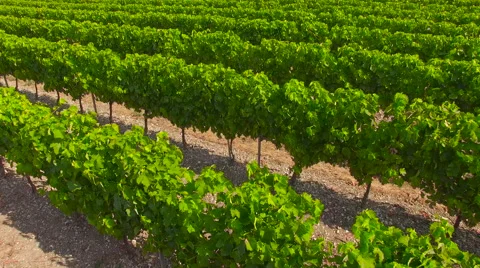 Flying Over Rows in a Vineyard 4K Stock Footage 66909380
