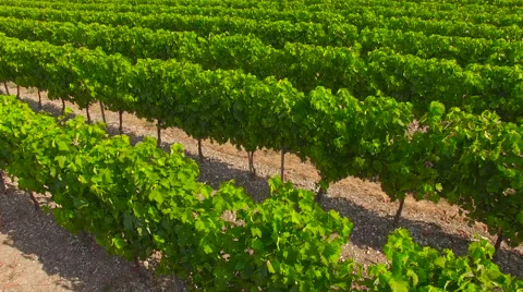 Flying Over Rows in a Vineyard Stock Footage 66925013
