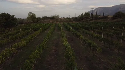 Flying over rows of vineyards in Greece. Stock Footage 161269206
