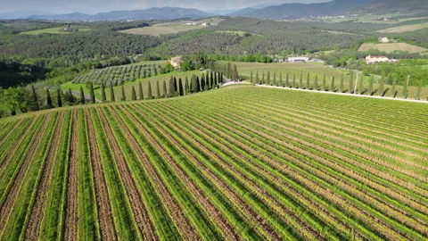 Flying over rows of young vineyards with olive trees Stock Footage 274069806