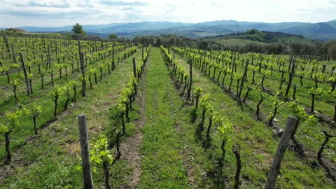 Flying over rows of young vineyards near Pontassieve in Tuscany, Italy. Vidéo 333305009
