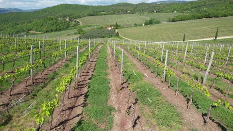 Flying over rows of young vineyards near Pontassieve in Tuscany, Italy. Stock-Footage 333305175