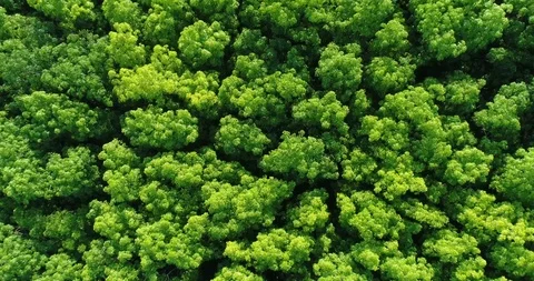 Flying up over a Rubber Trees Caoutchouc Plantation on Ko Lanta, Thailand Stock Footage 98931622