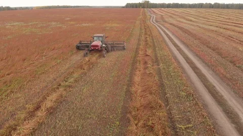 Flying over rural combine working on buckwheat field. Aerial shot from drone. Stock Footage 108290293