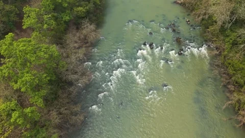 Flying over a rushing green river flowing amid trees. Irani river. Video stock 317657562