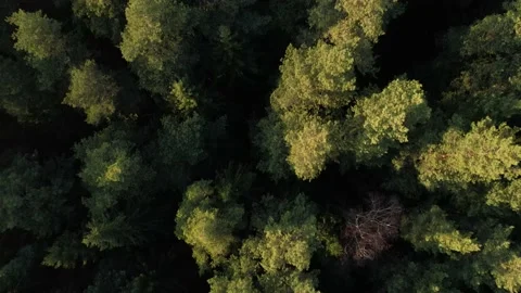 Flying over the Russian forest at sunset 動画素材 168489278