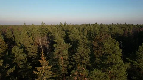 Flying over the Russian forest at sunset 動画素材 168489290