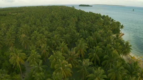 Flying over rustling treetops of lush green palm trees on tropical island Video stock 111666249