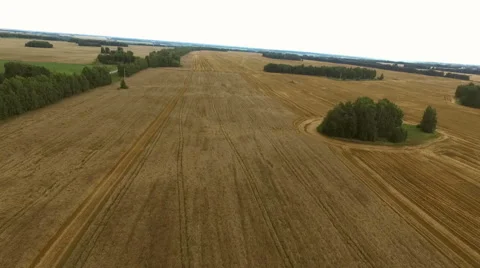Flying over the ruts from the machine in a wheat field Stock-Footage 67875973