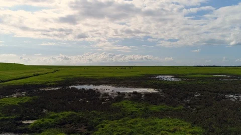 Flying over salt marsh and meadow towards cows - Aerial Stock Footage 103354208