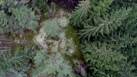 Flying over a Scandinavian forrest Stock Footage 71124184