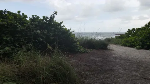 Flying over sea grape tree to reveal waves on a beach coast line Stock Footage 138518260
