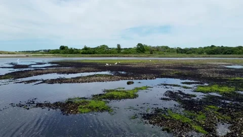 Flying over shallow water and shoreline as herons fly in front of camera Stock Footage 155865364