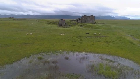 Flying over sheep and an abandoned building Stock Footage 79474221