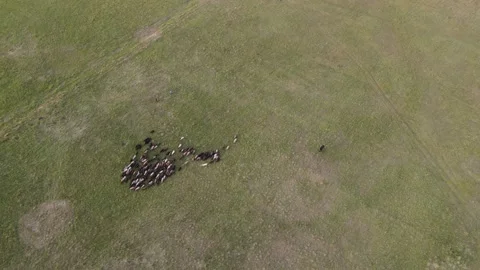 Flying over the sheep pasture Stock Footage 156411192