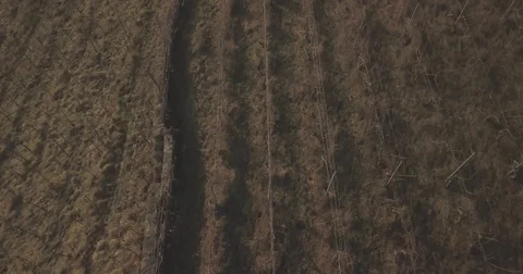 Flying over sheeps, wineyard, winter, drone Stock Footage 85233067