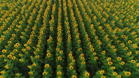 Flying Over The Slender Rows Of Sunflowers. Top-Down View. Fields. Russia. Stock Footage 151386868