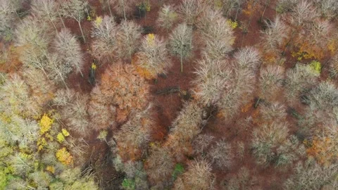 Flying over small lake and autumn forest, drone stock footage 1 Stock Footage 140034060