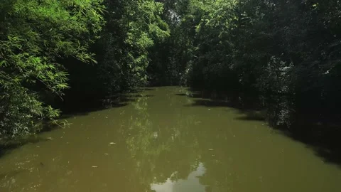 Flying over small lake surrounded by trees. Rainforest. Brazil. 4K. Stock Footage 233105576