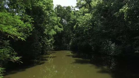 Flying over small lake surrounded by trees. Rainforest. Brazil. 4K. Stock Footage 233105660