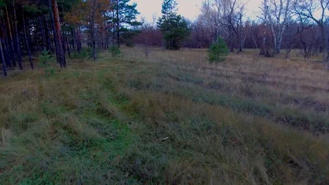 Flying over a small pine tree Video stock 99594226