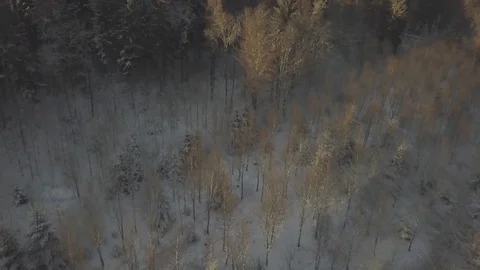 Flying over snow covered forest, winter, sunset, drone Stock Footage 85234205