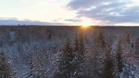 Flying over snow covered forest at sunrise in winter morning Stock Footage