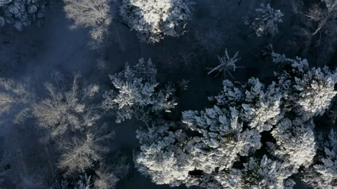 Flying over a snow-covered forest 1 Stock Footage 143307722