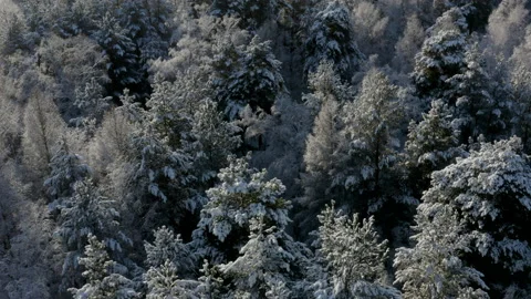 Flying over a snow-covered forest Stockbeeldmateriaal 143307800