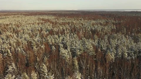 Flying over a snow-covered forest. aerial view. Brown trunks. White Mountain on Stock Footage 148446668