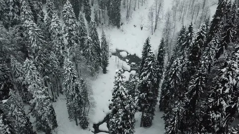 Flying Over Snow Covered Mountain Stream. Winter Fir Forest 스톡 동영상 112446296
