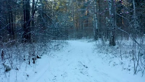 Flying over a snow-covered path in the forest, slow movement among the branches 스톡 동영상 165328134